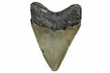 Fossil Megalodon Tooth - North Carolina #349384-1